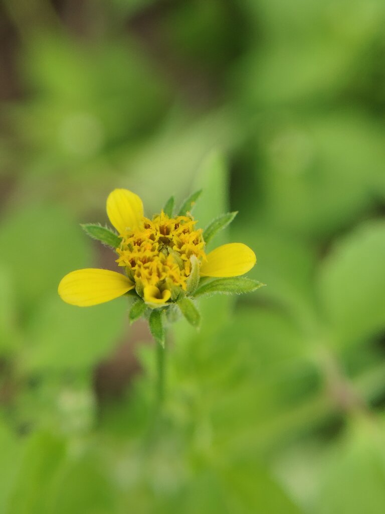 Bidens bipinnata