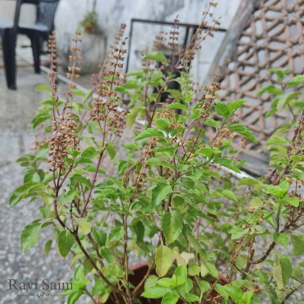 Ocimum tenuiflorum