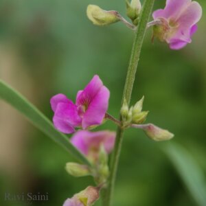 Tephrosia purpurea (L.) Pers