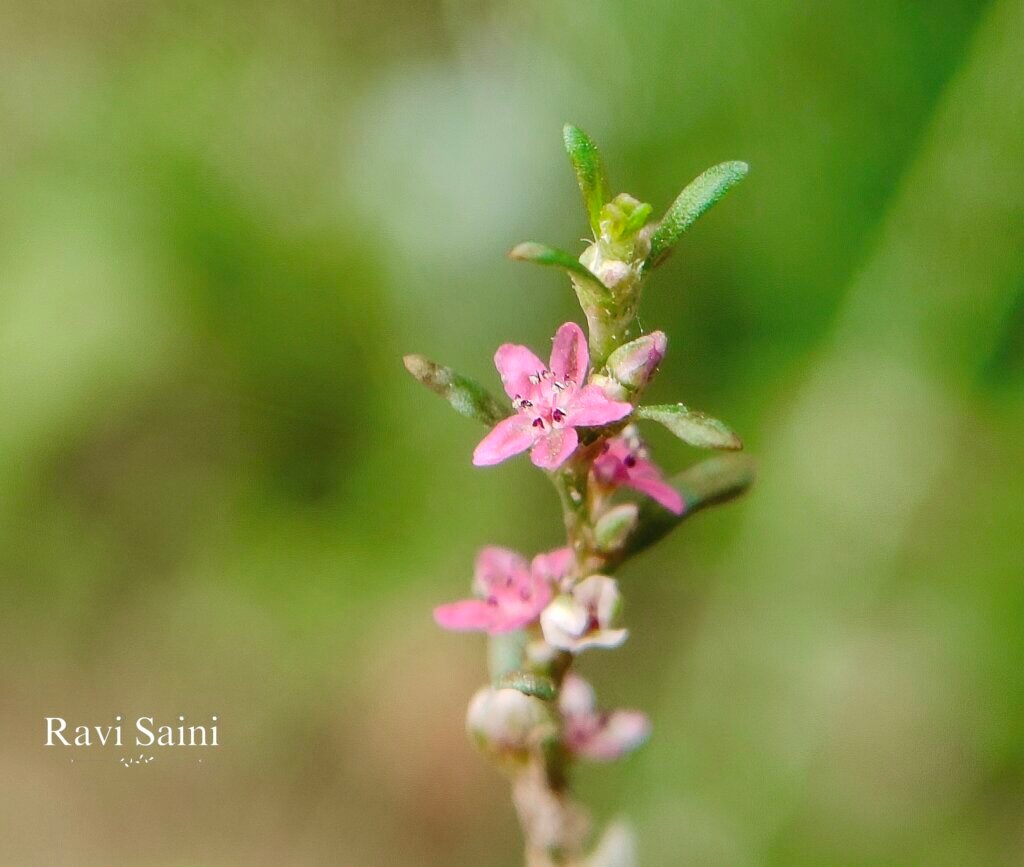 Polygonum plebeium