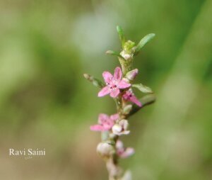 Polygonum plebeium