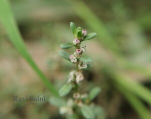 Polygonum plebeium