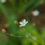 Paramollugo nudicaulis (Lam.) Thulin