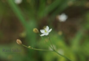 Paramollugo nudicaulis (Lam.) Thulin