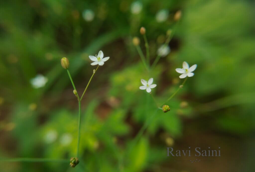 Paramollugo nudicaulis (Lam.) Thulin
