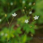 Paramollugo nudicaulis (Lam.) Thulin