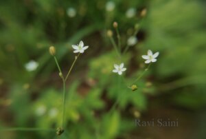 Paramollugo nudicaulis (Lam.) Thulin