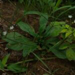 Paramollugo nudicaulis (Lam.) Thulin