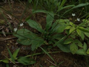 Paramollugo nudicaulis (Lam.) Thulin