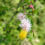 Dichrostachys cinerea