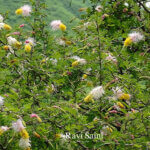 Dichrostachys cinerea