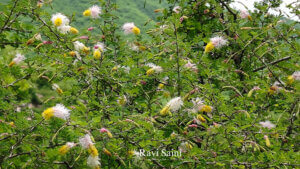 Dichrostachys cinerea