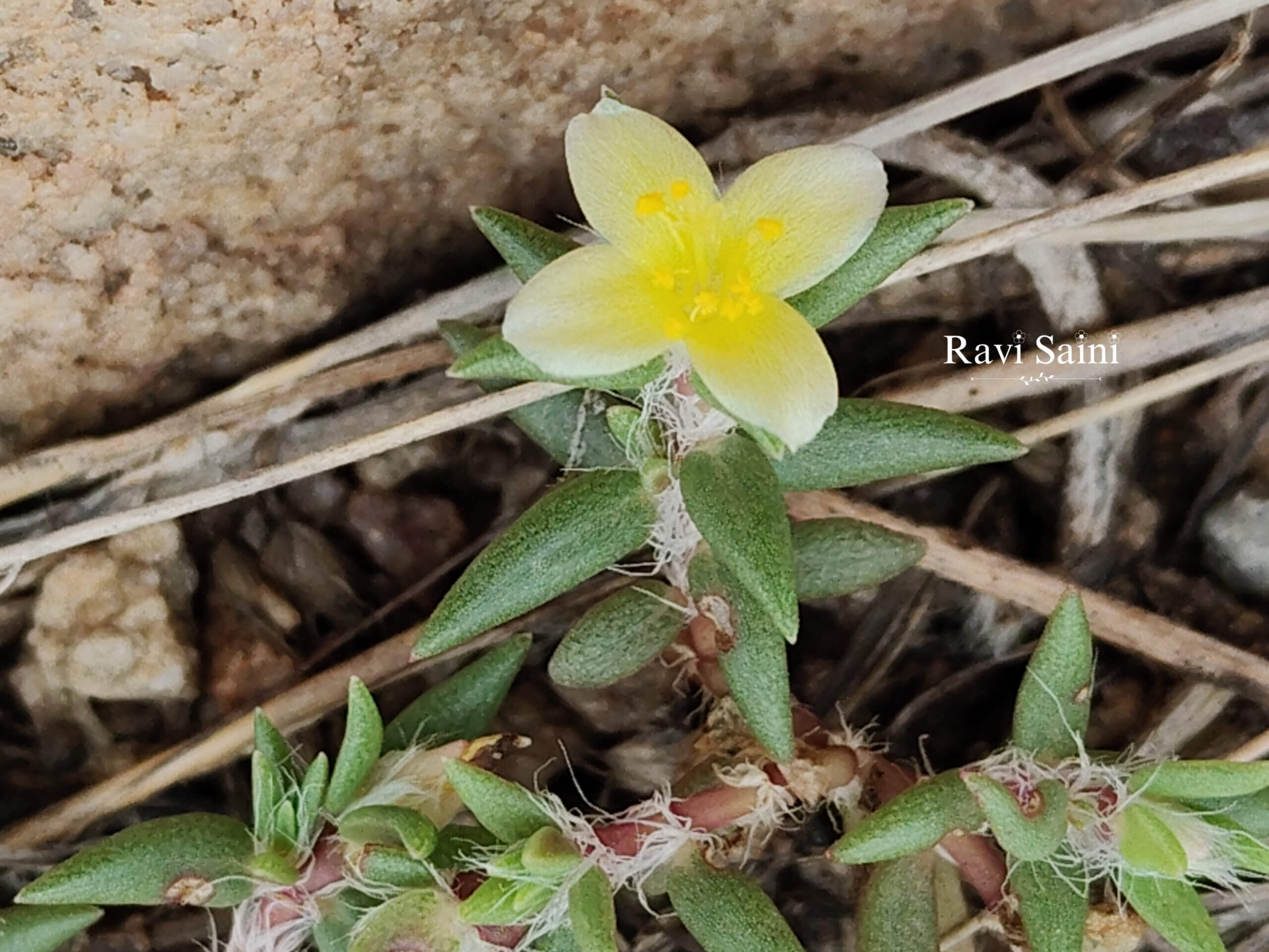 Portulaca bharat