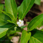 Catharanthus pusillus