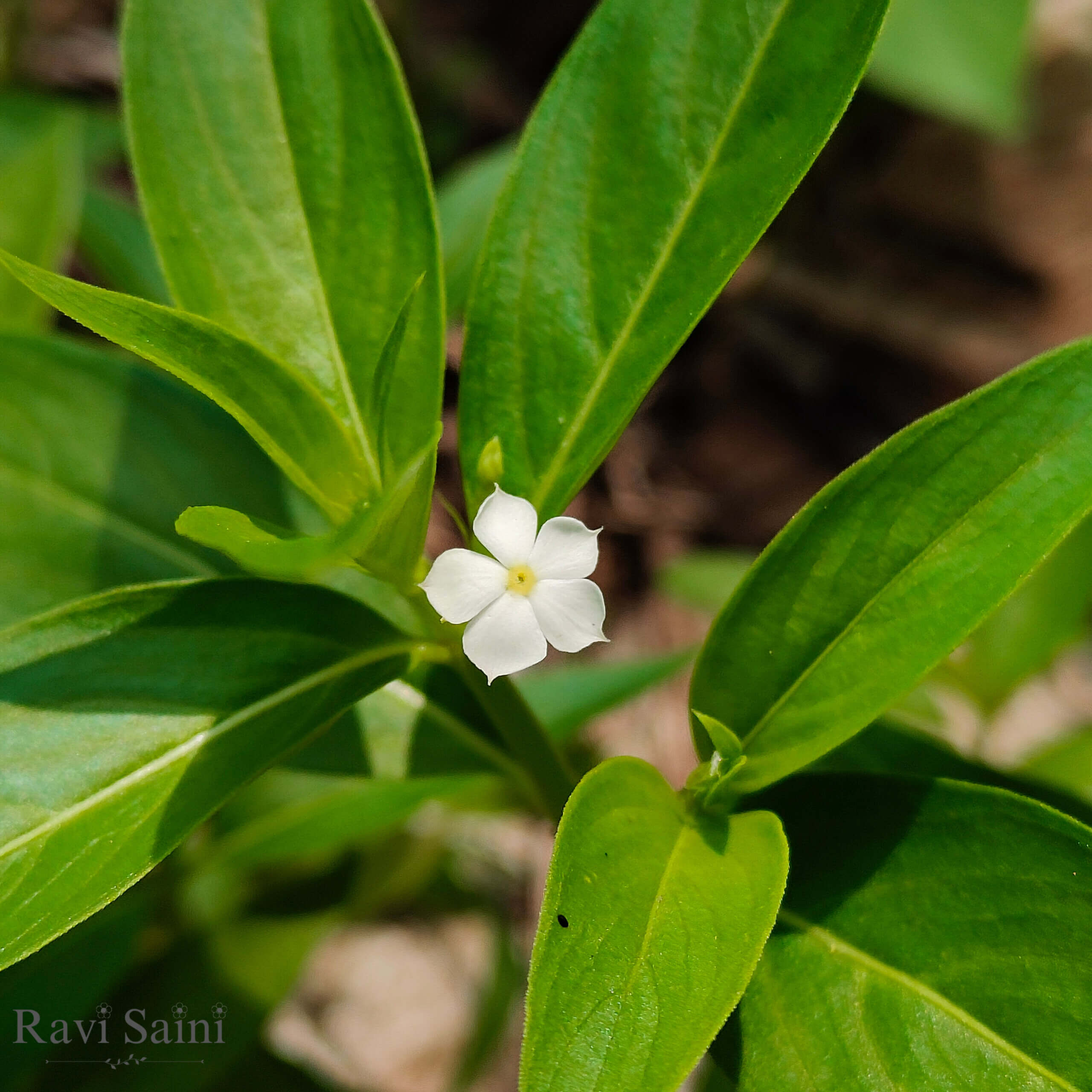 Flowering plant