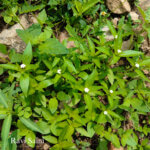 Catharanthus pusillus
