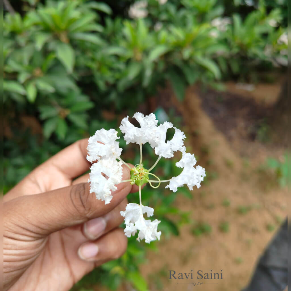 Lagerstroemia indica