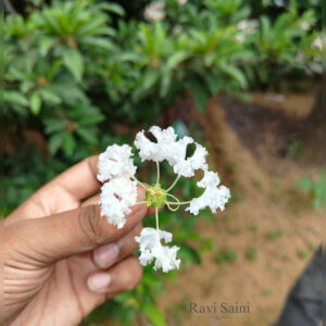 Lagerstroemia indica