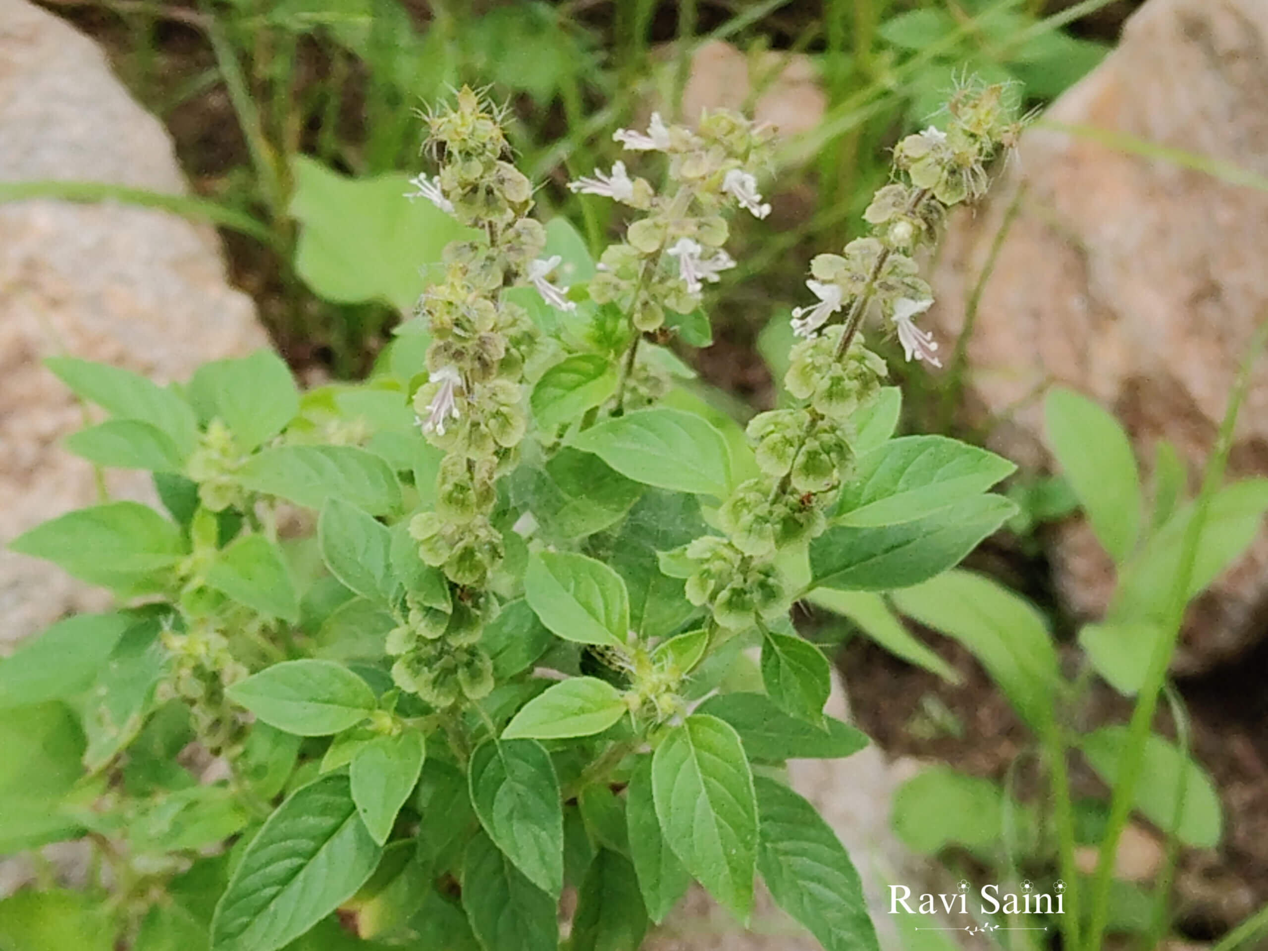Wild aravalli tulsi