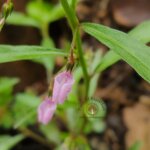 Afrohybanthus enneaspermus (L.) Flicker