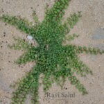 Evolvulus nummularius