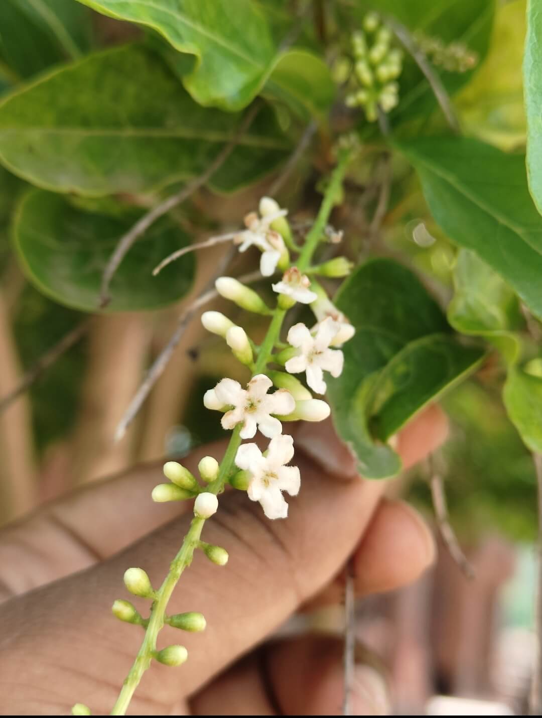 Inflorescence
