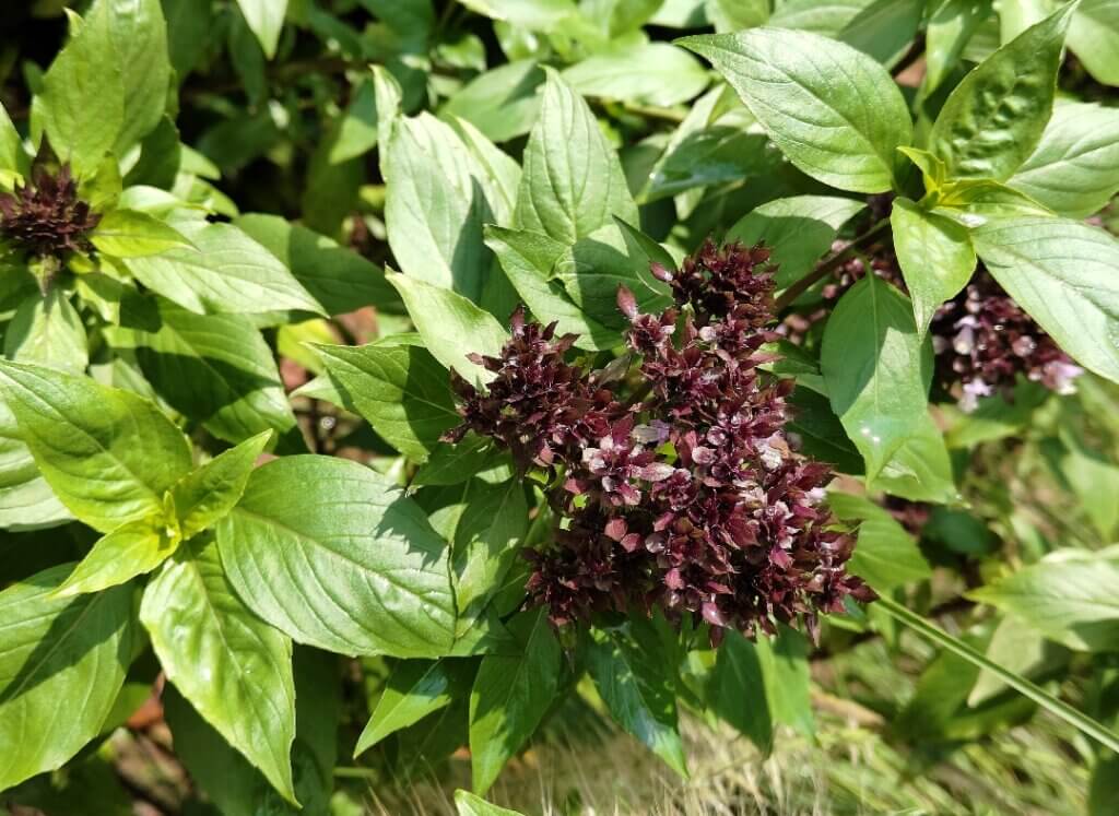 Ocimum basilicum