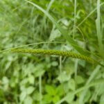 Cenchrus setigerus Vahl