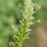 Cenchrus setigerus Vahl