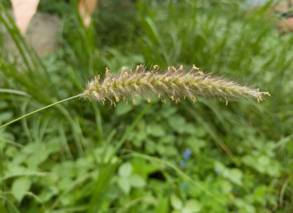 Cenchrus setigerus Vahl