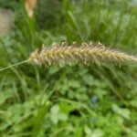 Cenchrus setigerus Vahl