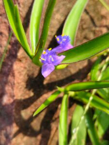Cyanotis axillaris