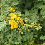 Acacia nilotica subsp. indica