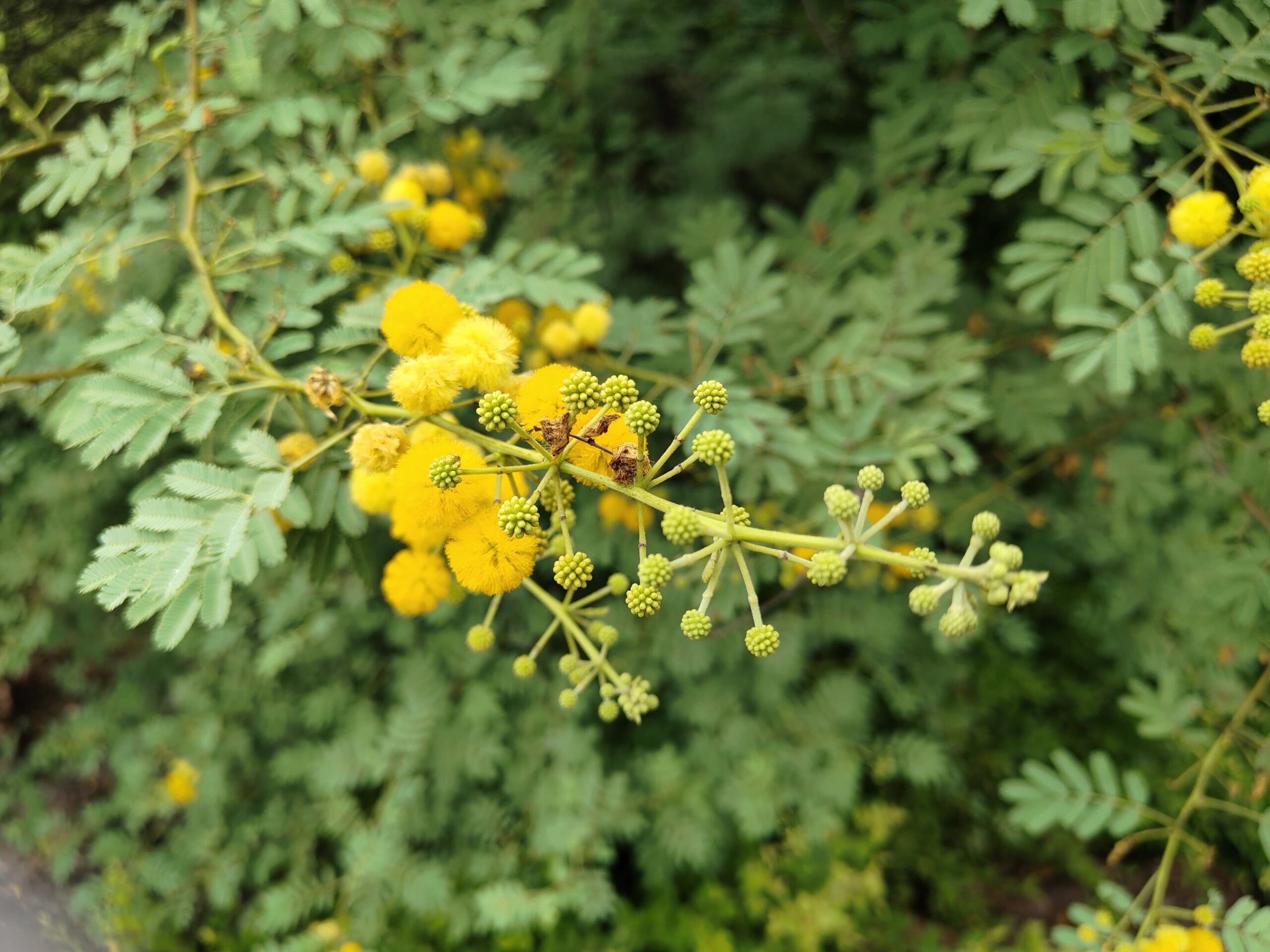 IMG-20250826-WA0006