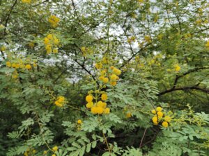 Acacia nilotica subsp. indica<span class="original-post-title">Syn. of <a href="https://www.plantsofrajasthan.com/vachellia-nilotica-subsp-indica/">Vachellia nilotica subsp. indica</a></span>
