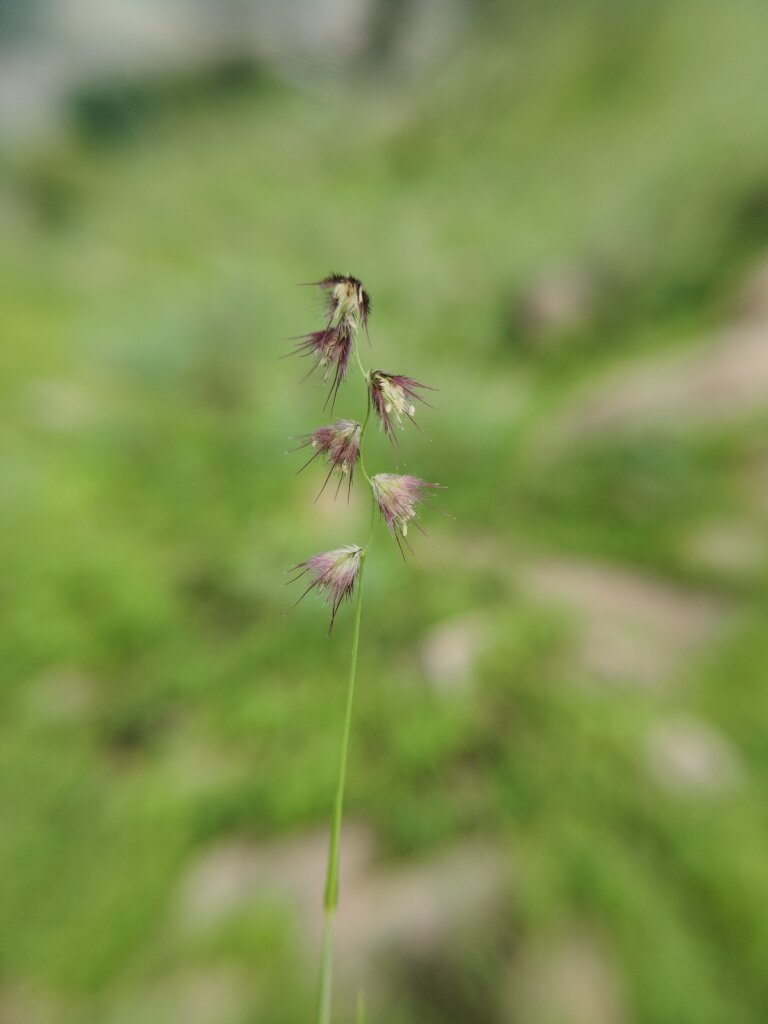 Attached Image