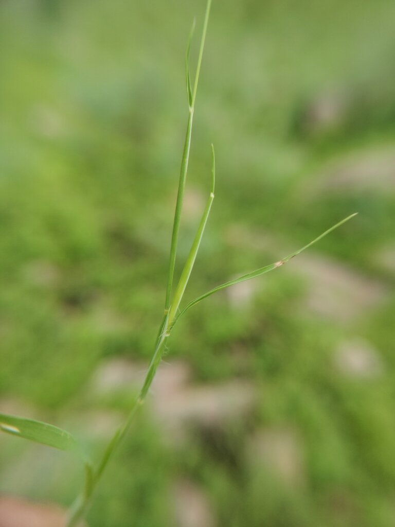 Attached Image