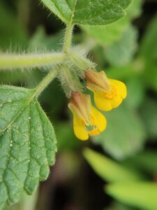 Lindenbergia muraria