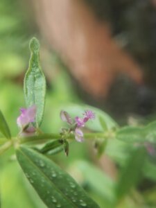 Polygala erioptera