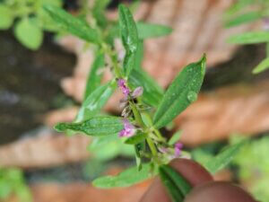 Polygala erioptera