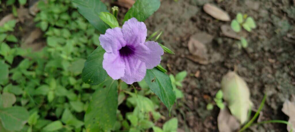Ruellia tuberosa