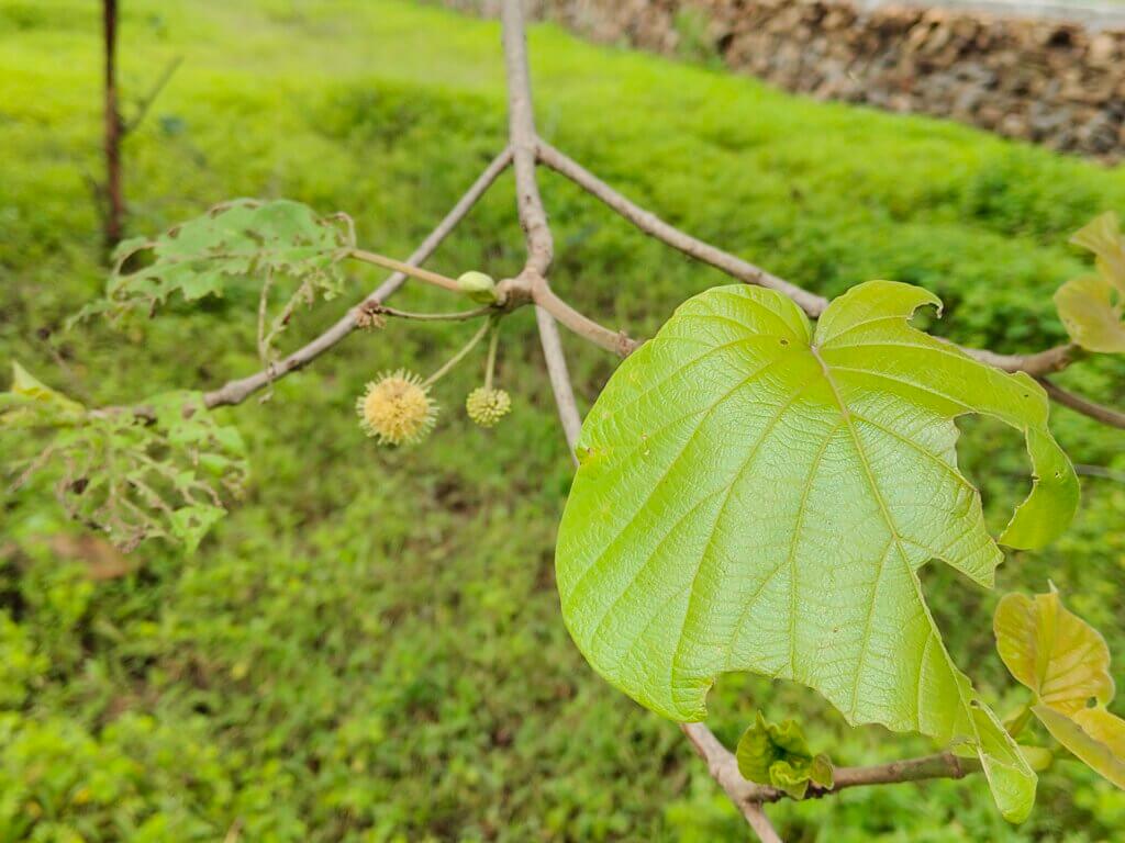 Adina cordifolia