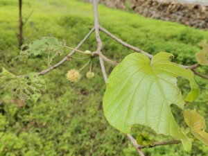 Adina cordifolia