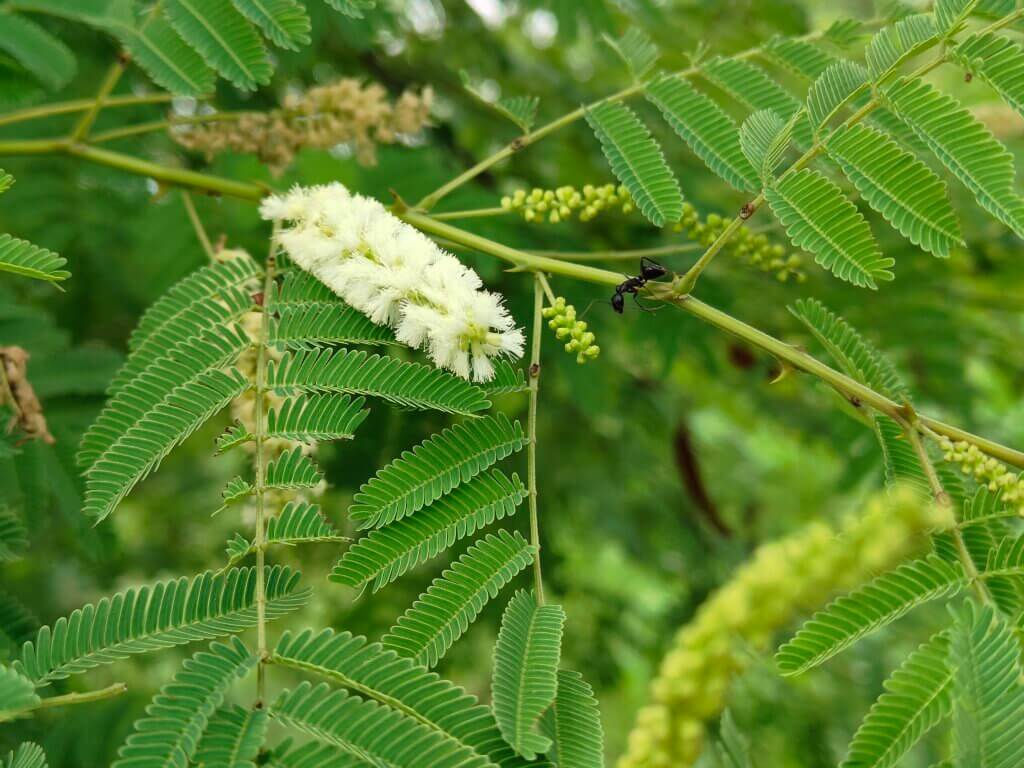Senegalia catechu