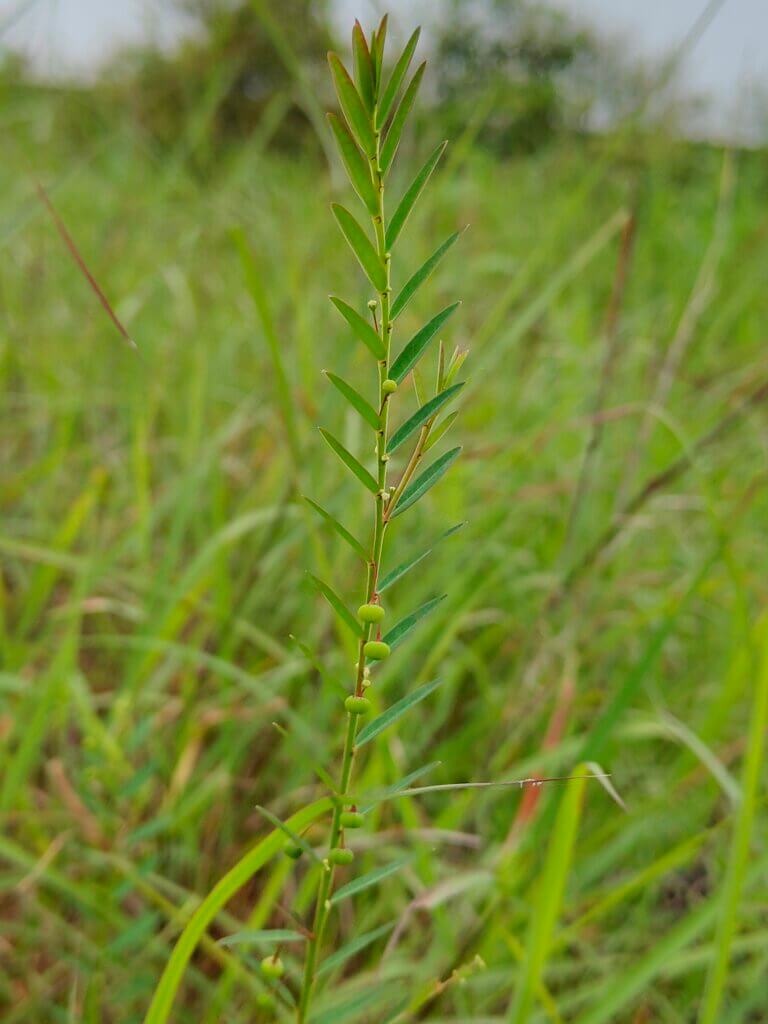 Phyllanthus virgatus G.Forst.