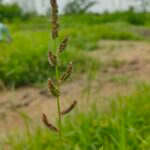 Echinochloa colona (L.) Link