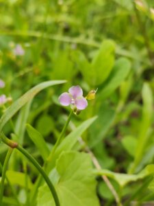 Murdannia nudiflora (L.) Brenan