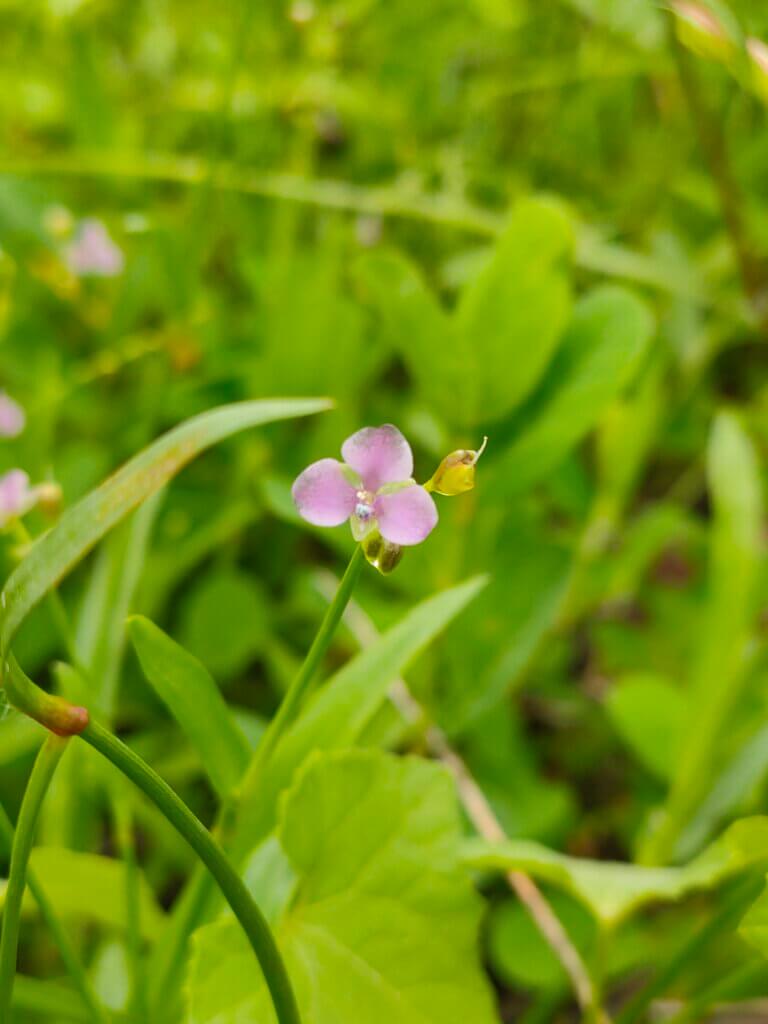 Murdannia nudiflora (L.) Brenan