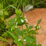 Leucas cephalotes (Roth) Spreng.