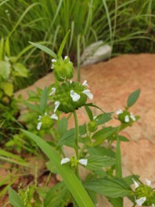 Leucas cephalotes (Roth) Spreng.